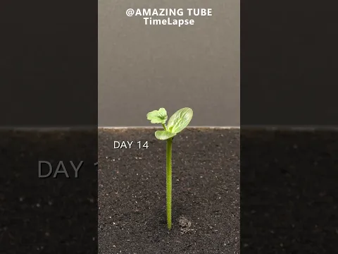Growing Watermelon From Seed - Time Lapse