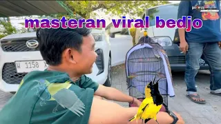masteran sogon bedjo viral masteran sogon viral cukup dengerin rutin langsung ngunci