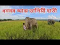 Download Lagu ধনবৰ আৰু ডালিমীক চাবলৈ কাজিৰঙাত আহিলো 🌿💚🥰🤗🙏#assam #elephant #viralvideo #highlights #nature 