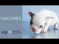VIP Animal Hospital Vaccines