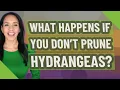 What happens if you don t prune hydrangeas