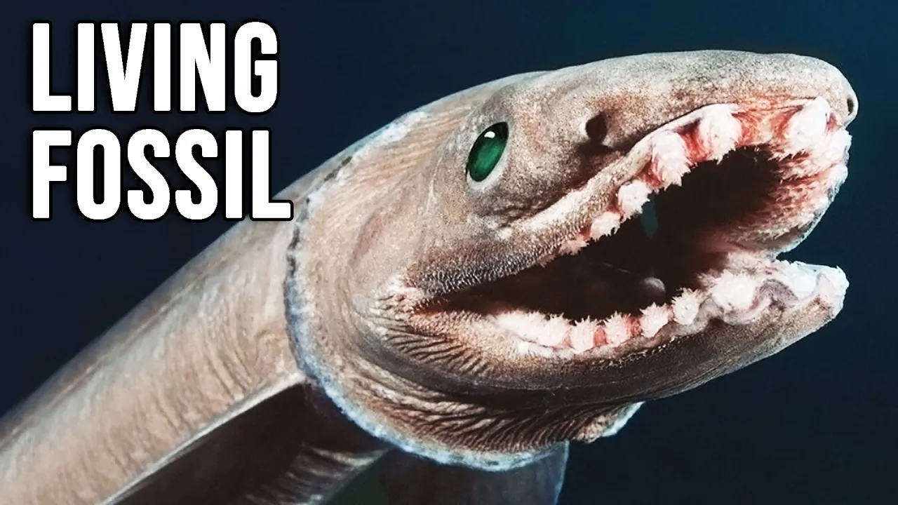 FRILLED SHARK — The Living Fossil That Looks Like a Snake and Hunts Like a Nightmare