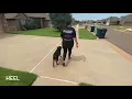 6 Month Old Mix Best Dog Training Off Leash K9 Board and Train Oklahoma