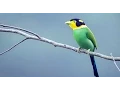 Download Lagu Suara Burung madi injap atau long tailed broadbill Psarisomus dalhousiae