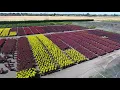 Alpha Nursery-Salem OR Drone Tour