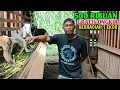 Lagu Harga Kambing Termurah 500 Ribuan Free Ongkir