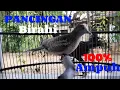 Download Lagu Umpan Pancingan Burung Perkutut Lokal Bernyanyi 100% Ampuh Berbunyi
