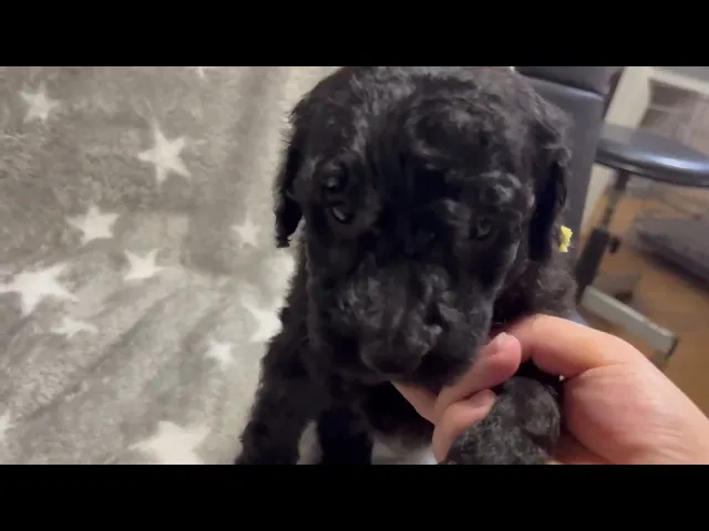 動画