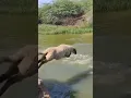 Download Lagu Sheep and Goats Jamping in Water #sheep #goat #animals #video