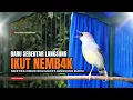 Lagu Burung Ciblek SEMI Gacor NGEBREN Untuk Pancingan Ciblek dan MASTERAN BURUNG Kesayangan Anda
