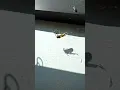 Spider vs Wasp