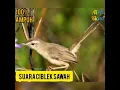 Download Lagu SUARA PIKAT CIBLEK SAWAH/CIWAH TERBARU MP3 | A\u0026R KICAU