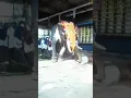 Download Lagu ആന ഇടഞ്ഞു, elephant attack in kerala #elephant #elephantattack #elephantattackinkerala