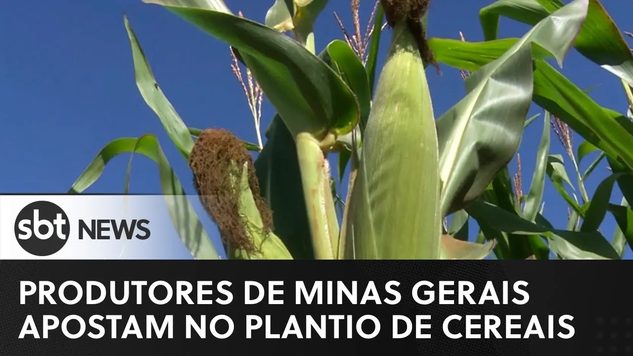 Produtores do sul de Minas Gerais apostam no plantio de cereais | #SBTNewsnaTV (18/06/23)