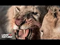 Surviving the Savannah: Antelopes vs Predators | Wildlife Icons 105+106