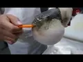 PUFFERFISH EATING CARROT MEME