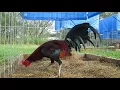 Penny hatch stag gamefowl