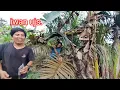 Download Lagu Panen pisang kepok besar berbagi zahra senang pulang ada oleh oleh.!!