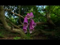 Cleanse Everything Draining You | Heal The Soul | Calm the Mind, Relieve Stress| Tranquil Zen Music