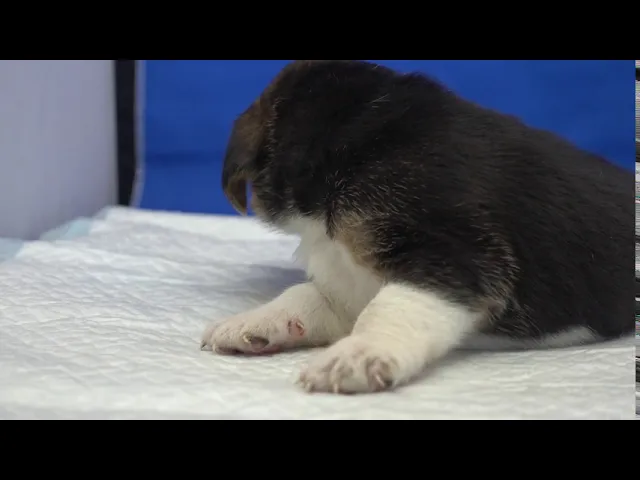 動画