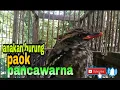 Lagu suara anakan burung paok pancawarna