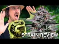 G Breath Strain Review Good Genetix Hybrid