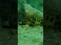 Download Lagu Ras Musandam Diver #musandam #scubadiving #padi#fish #oman #Khasab #snorkeling #Khor Najd #nodi