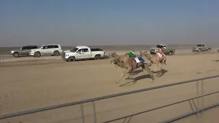 شاهين أحمد علي سعيد الدرعي 