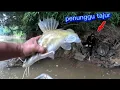 Download Lagu Tajur baung berpenunggu😱😱