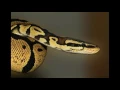 Interesting Facts about Python