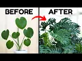 If I Only Knew These Monstera Tips 5 Years Ago