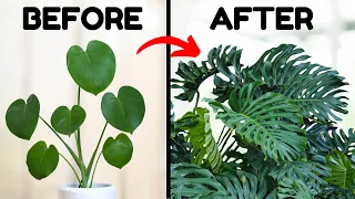 Download If I Only Knew These Monstera Tips 5 Years Ago MP3