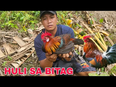 Download MP3 Wild chicken nahuli sa bitag ng mga mangangaso sa bundok endagered species