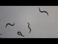 C elegans movement