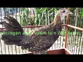 Download Lagu ayam hutan hijau umur 3 bln  sudah mulai koker