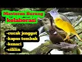 Download Lagu Masteran isian burung || kolaborasi cucak jenggot,kapastembak,kenari dan cililin