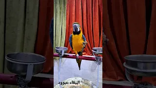 Parrot Sound الببغاء عبود Parrot Birds Eating 