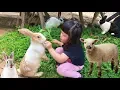 Download Lagu Yuk Kasih Makan Kelinci Sapi Domba Lucu - Feeding Fun Sheep Rabbit Cow Ranch