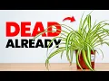 Download Lagu Waarom elke plant die je koopt binnen een week sterft