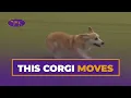 Welly the Pembroke Welsh Corgi Competes in the 8 Agility Class Westminster 2026