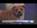 Rust is KLBK s Pet of the Day