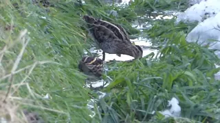 Jack Snipe, Lymnocryptes minimus, Bokje, Goeree, ZH, the Netherlands, 12 Febr 2021 (1/2)