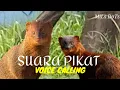 Download Lagu Suara musang GARANGAN (Ganggarangan) untuk pikat ampuh