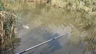 صيد كميه سمك كبيره والغمز علي المباشر🎣🐟