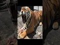 Download Lagu How different big cats ROAR!  #animals #bigcat #tiger #leopard #lion #puma #funny #animalshorts