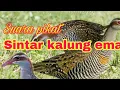 Download Lagu Suara pikat burung Sintar kalung emas joss jitu