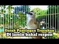 Download Lagu Suara burung trucuk gacor memanggil kawan pancingan trucuk betina memanggil jantan MP3
