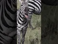 Download Lagu Como soa uma zebra/How does Zebra Sound🦓 #zebra #animal #wildlife #safari #africa #cuteanimals