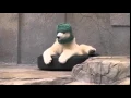 Funny bear GIF