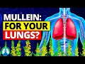 You Won t Believe How Easy LUNG CLEANSE Can Be with Mullein